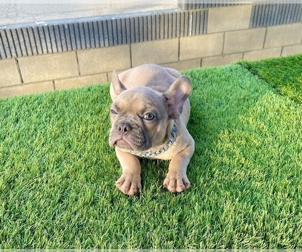 Medium Photo #11 French Bulldog Puppy For Sale in JACKSONVILLE, FL, USA