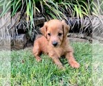 Puppy Trouper Double Doodle