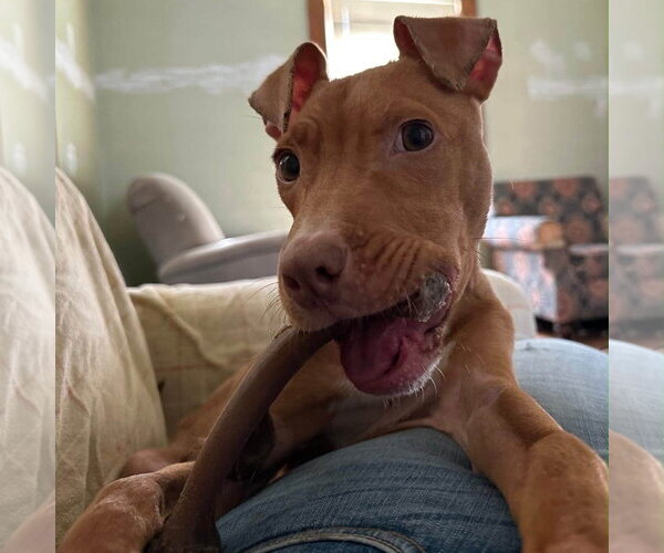 Medium Photo #3 Mutt Puppy For Sale in Rochester, NY, USA