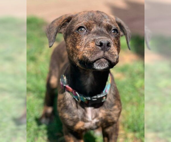 Medium Photo #5 Rottweiler-Unknown Mix Puppy For Sale in Sheboygan, WI, USA