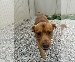 Ripple - Male American Pit Bull Terrier-Unknown Mix Dog for Adoption - Photo #3