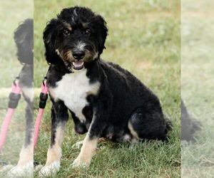 Mother of the Bernedoodle (Miniature) puppies born on 05/16/2025
