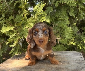 Dachshund Puppy for sale in MIDDLEBURY, IN, USA