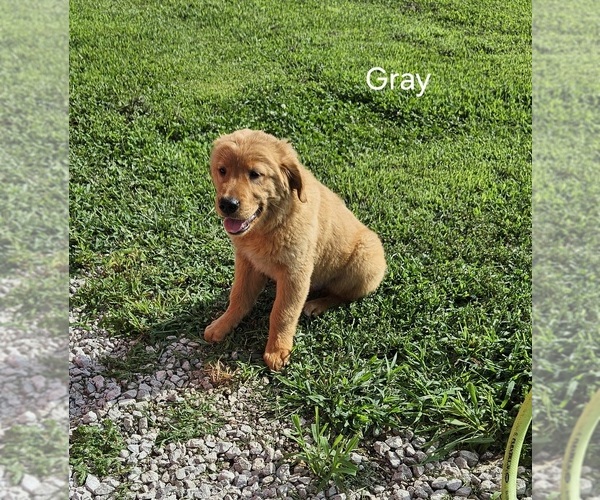 Medium Photo #2 Golden Retriever Puppy For Sale in MORRILL, KS, USA