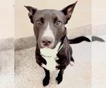 Small Labrador Retriever Mix