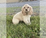 Small #2 Cocker Spaniel