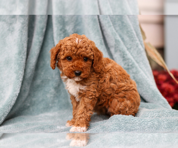 Medium Photo #3 Poodle (Miniature) Puppy For Sale in NAPPANEE, IN, USA
