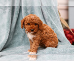 Small #2 Poodle (Miniature)