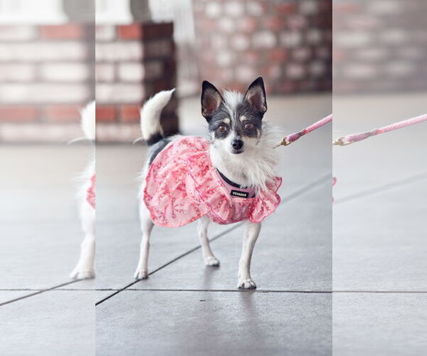 Medium Photo #6 Jack Chi Puppy For Sale in San Jose, CA, USA