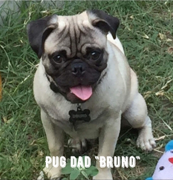 Medium Photo #1 Buggs Puppy For Sale in HARLINGEN, TX, USA