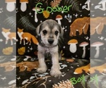 Small #20 Chizer
