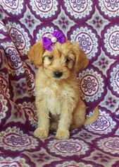 Goldendoodle Puppy for sale in EDEN, PA, USA