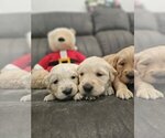 Small Photo #8 Golden Retriever Puppy For Sale in SACRAMENTO, CA, USA