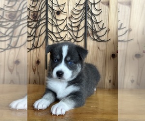 Pomsky Puppy for Sale in STAPLES, Minnesota USA