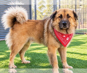 Leonberger-Unknown Mix Dogs for adoption in Euless, TX, USA