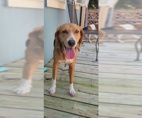 Medium Photo #7 Mutt Puppy For Sale in Murfreesboro, NC, USA