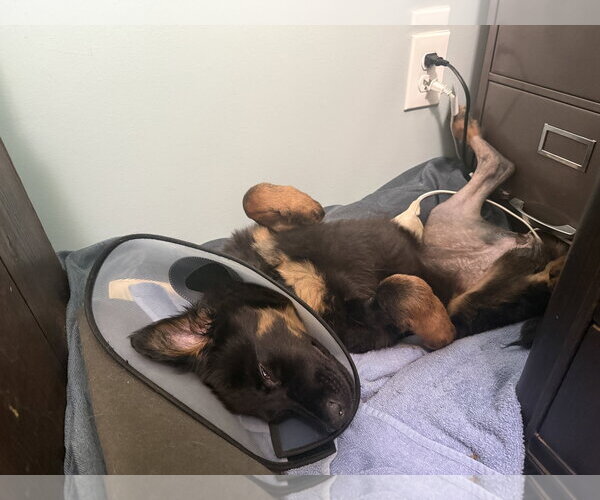 Medium Photo #9 German Shepherd Dog Puppy For Sale in McDonough, GA, USA
