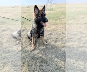 German Shepherd Dog Puppy for sale in ELIZABETH, CO, USA