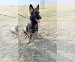Small German Shepherd Dog