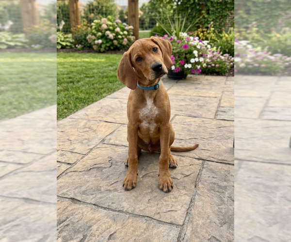 Medium Photo #2 Labrador Retriever-Unknown Mix Puppy For Sale in Genesee, WI, USA