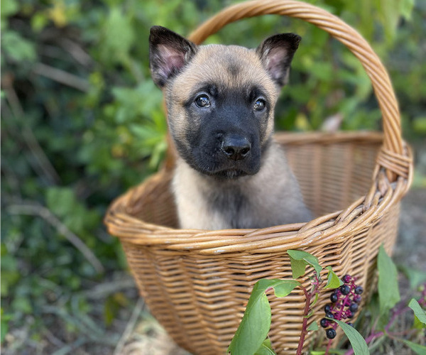 Medium Photo #2 Belgian Malinois Puppy For Sale in S CHARLESTON, WV, USA