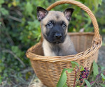 Small #1 Belgian Malinois