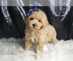 Small #4 Maltipoo