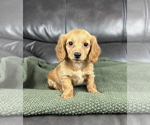 Dachshund Puppy for sale in FRANKLIN, IN, USA