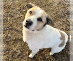 Small #1 Mutt