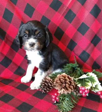 Medium Photo #1 Cocker Spaniel Puppy For Sale in ATKINSONS MILLS, PA, USA
