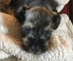 Small Photo #5 Schnauzer (Miniature) Puppy For Sale in MOORE, OK, USA