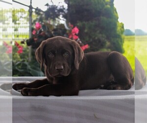 Labrador Retriever Puppy for sale in LEBANON, PA, USA