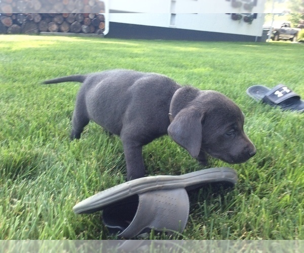 Medium Photo #9 Labrador Retriever Puppy For Sale in MIDDLEBURY, IN, USA