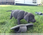 Small Photo #9 Labrador Retriever Puppy For Sale in MIDDLEBURY, IN, USA