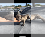 Image preview for Ad Listing. Nickname: Coco
