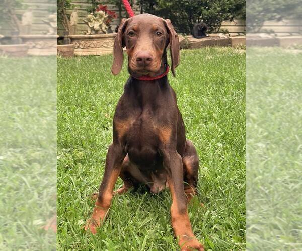 Medium Photo #2 Doberman Pinscher Puppy For Sale in HOPKINSVILLE/PRINCETON, KY, NH, USA