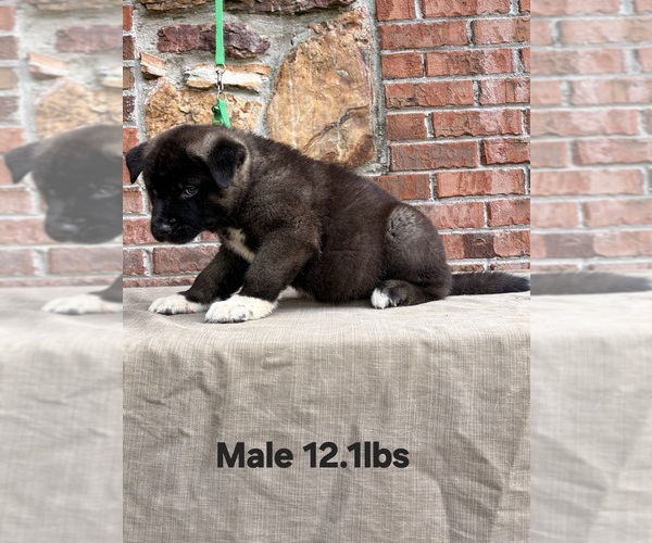 Medium Photo #2 Akita Puppy For Sale in MEM, TN, USA