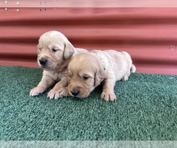 Medium Photo #3 English Cream Golden Retriever Puppy For Sale in CERES, CA, USA