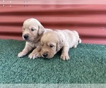 Small #2 English Cream Golden Retriever