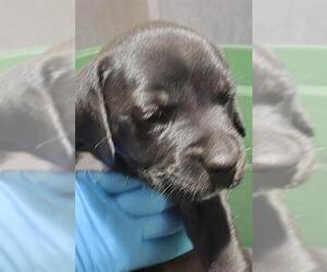 American Staffordshire Terrier-Unknown Mix Dogs for adoption in San Antonio, TX, USA