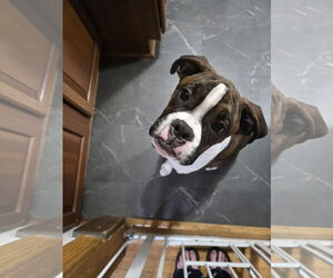 Boxer Dogs for adoption in Woodbury, MN, USA