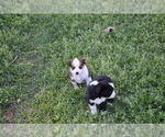 Small #12 Miniature Australian Shepherd