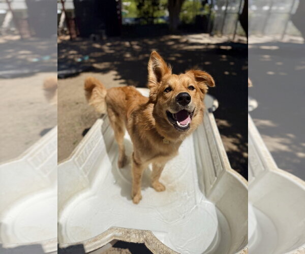 Medium Photo #2 Retriever -Siberian Husky Mix Puppy For Sale in Seal Beach, CA, USA