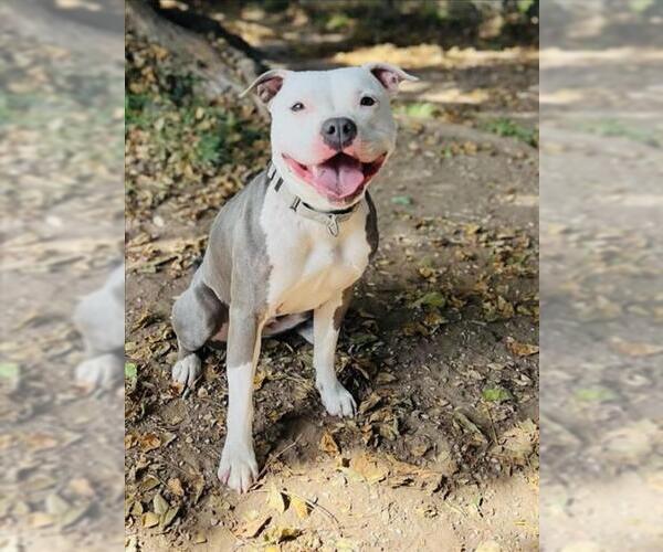 Medium Photo #2 American Pit Bull Terrier Puppy For Sale in Santa Barbara, CA, USA
