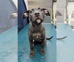 Small Labrador Retriever Mix