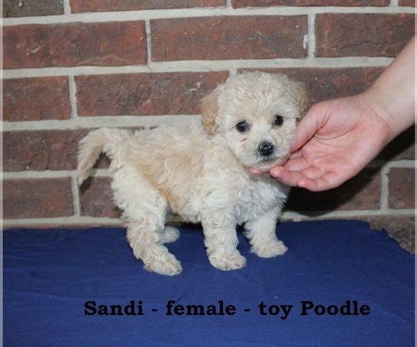 Medium Photo #1 Poodle (Toy) Puppy For Sale in CLARKRANGE, TN, USA