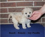 Image preview for Ad Listing. Nickname: Sandi