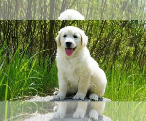 English Cream Golden Retriever-Poodle (Standard) Mix Puppy for sale in KARLSTAD, MN, USA