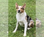 Small Photo #1 Texas Heeler Puppy For Sale in UTICA, NY, USA