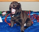 Small Photo #7 Labrador Retriever Puppy For Sale in PUEBLO, CO, USA